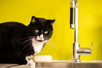 Картинка животные коты киса вода кран фон чёрно-белая