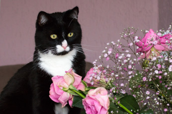 Картинка животные коты розовые розы букет цветы чёрно-белая киса