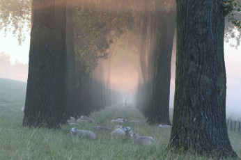 обоя животные, овцы,  бараны, трава, деревья, туман, утро