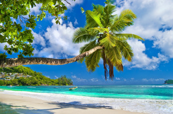 Картинка природа тропики песок солнышко пальмы пляж море