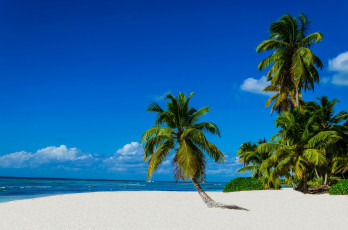 Картинка природа тропики пляж море песок солнышко пальмы