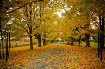 обоя природа, дороги, beth, walsh, photography, листва, ворота, дорога, деревья, осень, канада, онтарио