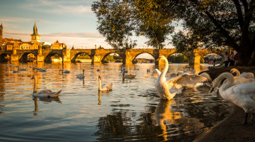 Картинка животные лебеди набережная река вечер закат