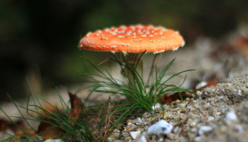 Картинка природа грибы +мухомор лес травка гриб мухомор