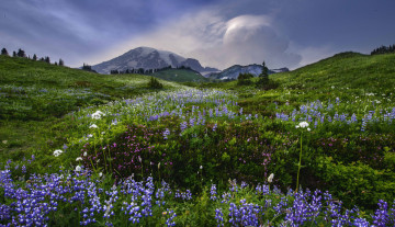 Картинка природа луга цветы луг горы