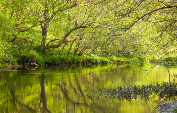 Картинка природа реки озера озеро лес свежесть весна зелень деревья