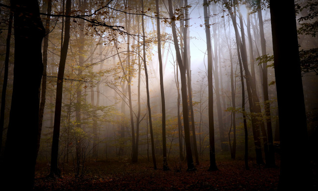 Обои картинки фото природа, лес, мрак, свет, осень