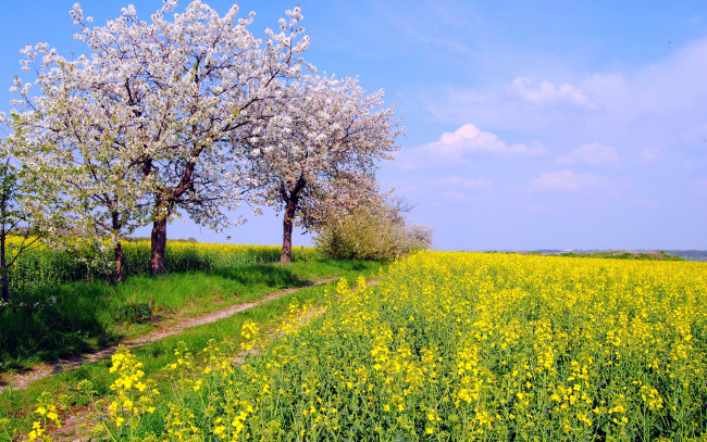 Обои картинки фото природа, поля, небо, рапс, цвет, деревья, by, hans, vaupel, поле, май, весна, германия