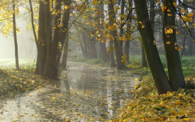 Обои картинки фото природа, реки, озера, река, листья, туман, осень