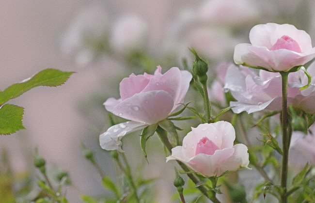 Обои картинки фото разное, компьютерный дизайн, blossoms, leaves, petals, bud, роза, бутон, листья, лепестки, rose, цветение