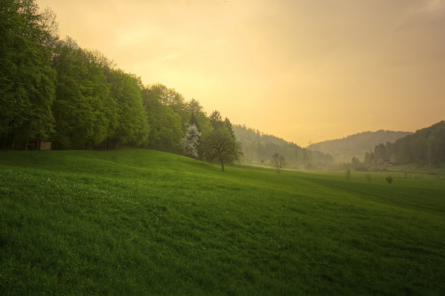 Обои картинки фото природа, лес, весна, закат, после, дождя, трава