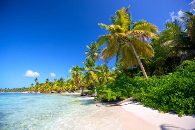 Обои картинки фото природа, тропики, пляж, пальмы, море, песок, солнышко