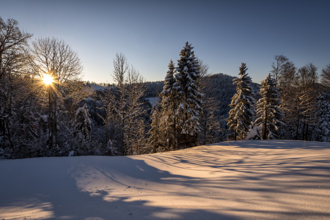 Обои картинки фото природа, зима, швейцария, санкт-галлен, hulftegg, утро, солнце, лес, снег