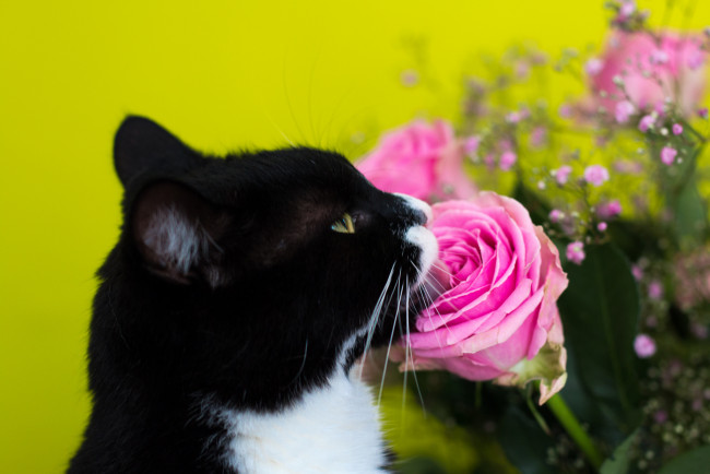 Обои картинки фото животные, коты, цветы, чёрно-белая, киса, лижет