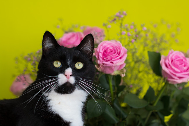 Обои картинки фото животные, коты, цветы, фон, киса, чёрно-белая, букет, розы