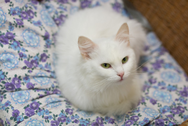 Обои картинки фото животные, коты, зелёные, глаза, взгляд, подушка, кошка, белая, кот