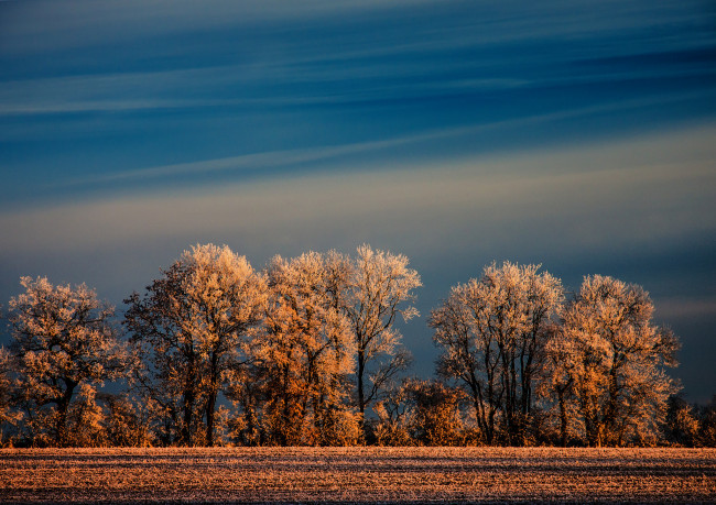 Обои картинки фото природа, зима, поле, деревья, иней, небо
