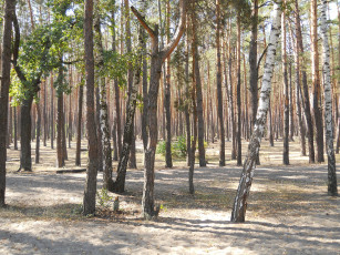 Картинка пуща-водица природа лес киев деревья