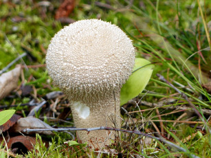 Картинка природа грибы дождевик