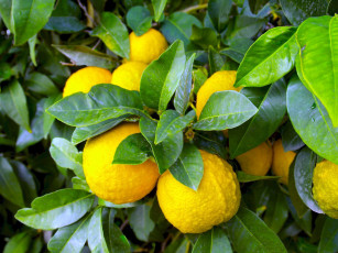 обоя природа, плоды, лимоны