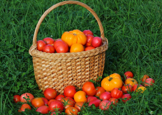 Картинка еда помидоры витамины дача осень томаты урожай вкусно томат