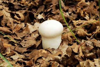 Картинка природа грибы дождевик