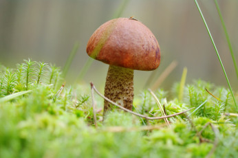 Картинка природа грибы мох лес трофеи съедобные сентябрь позитив подосиновик