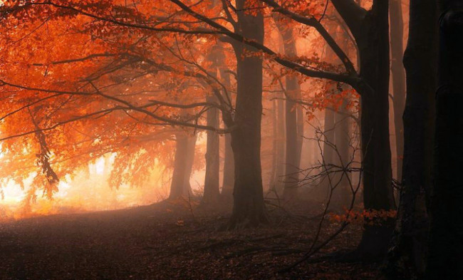 Обои картинки фото природа, лес, осень