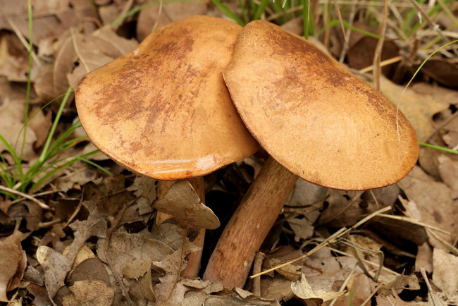 Обои картинки фото природа, грибы, пара, дуэт