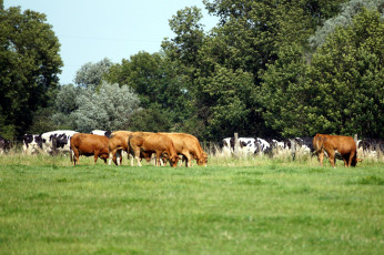 Картинка животные коровы +буйволы стадо