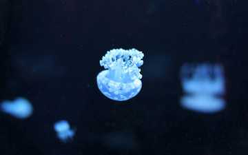 Картинка животные медузы вода