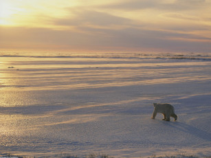 Картинка chasing the sun животные медведи