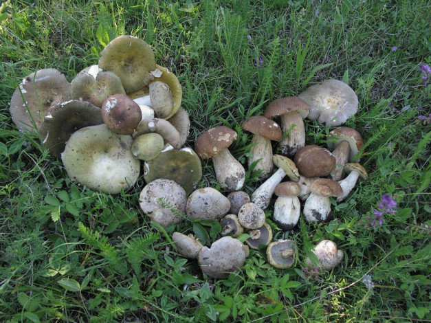 Обои картинки фото еда, грибы, грибные, блюда