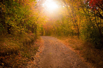 Картинка природа дороги деревья осень солнце