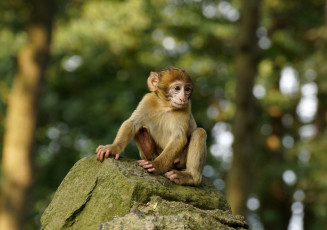 Картинка животные обезьяны камень