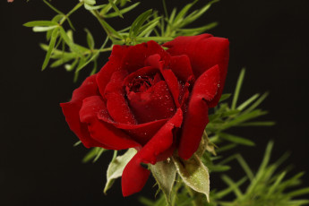 Картинка цветы розы бордовая роза