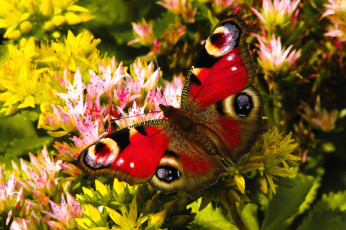 Картинка животные бабочки павлиний глаз