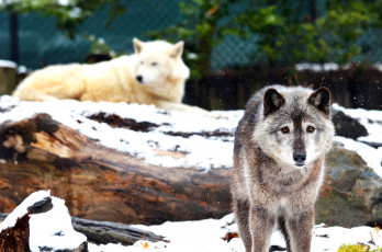 обоя животные, волки, снег, зима