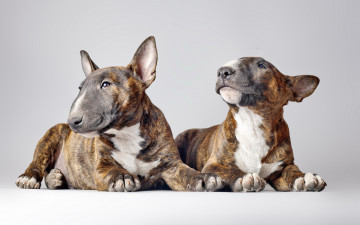 Картинка животные собаки бультерьеры