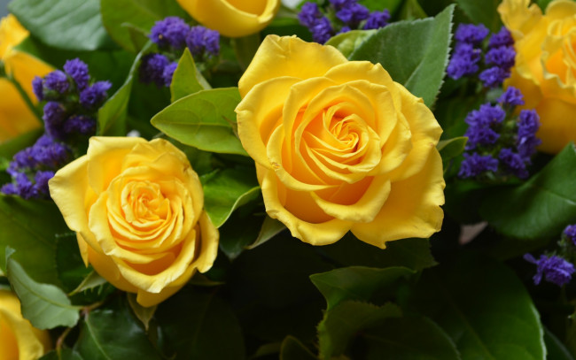 Обои картинки фото yellow, rose, цветы, розы, роза, лепестки, бутон