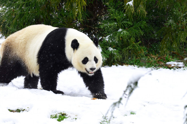 Обои картинки фото животные, панды, зима, снег