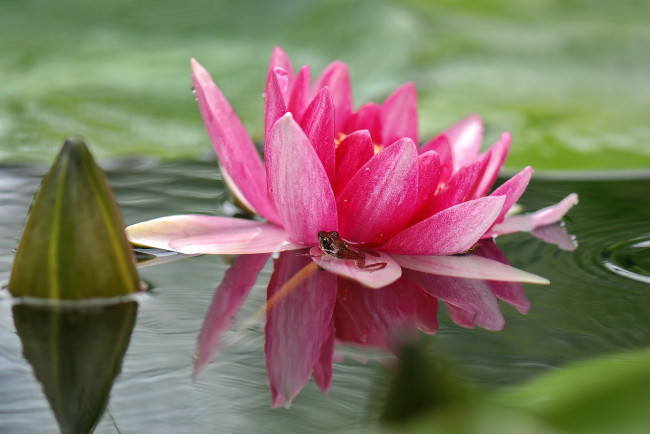 Обои картинки фото цветы, лилии, водяные, нимфеи, кувшинки, розовый, жабка