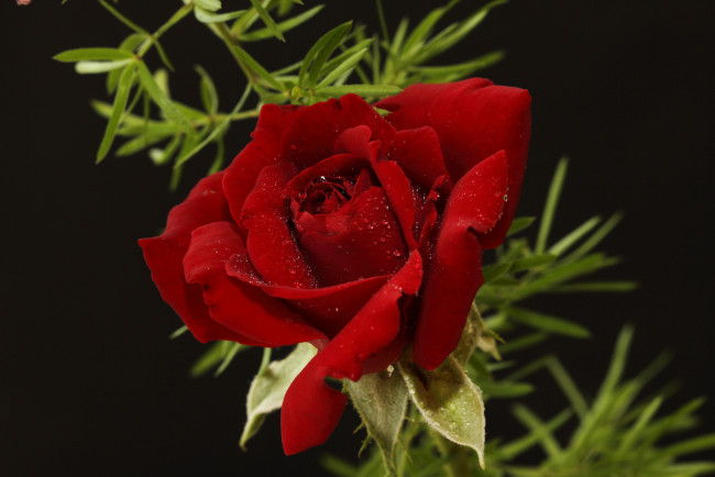 Обои картинки фото цветы, розы, бордовая, роза