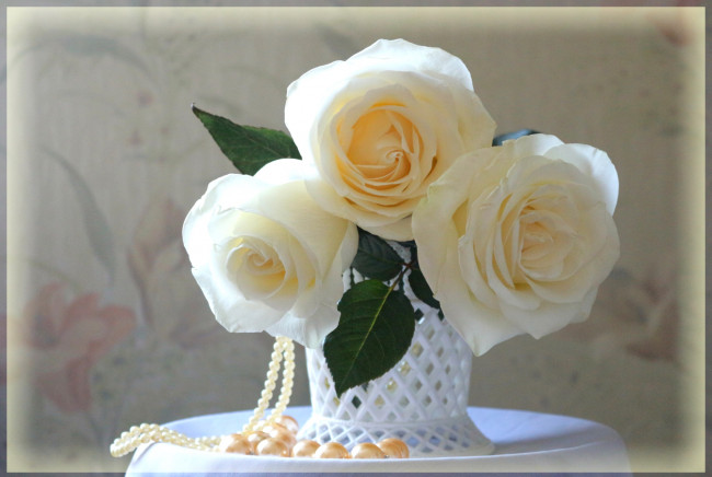 Обои картинки фото цветы, розы, трио, ожерелье