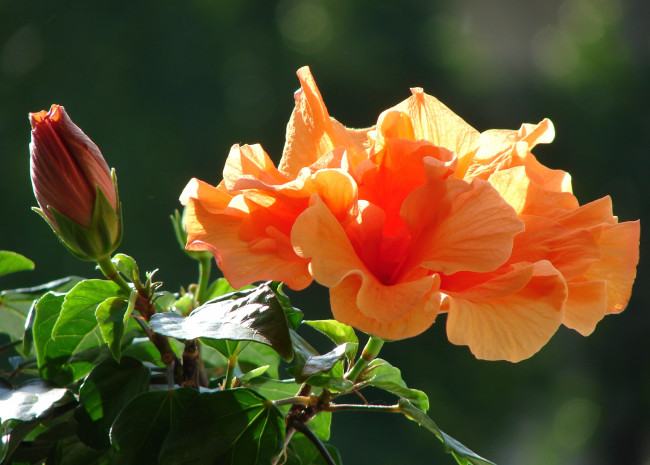 Обои картинки фото цветы, гибискусы, оранжевый