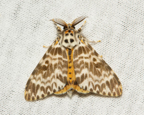 Картинка животные бабочки макро itchydogimages крылья моль вязаное полотно