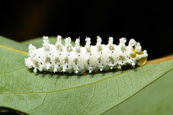Картинка животные гусеницы itchydogimages макро гусеница лист белая