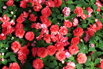 Картинка цветы бальзамины много розовые бальзаминовые недотрога impatiens