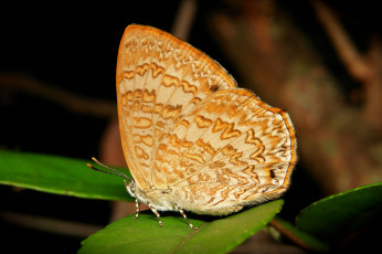 Картинка животные бабочки itchydogimages макро бабочка крылья усики узор