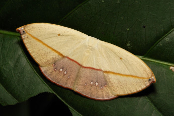 Картинка животные бабочки itchydogimages макро моль мотылёк лист белая